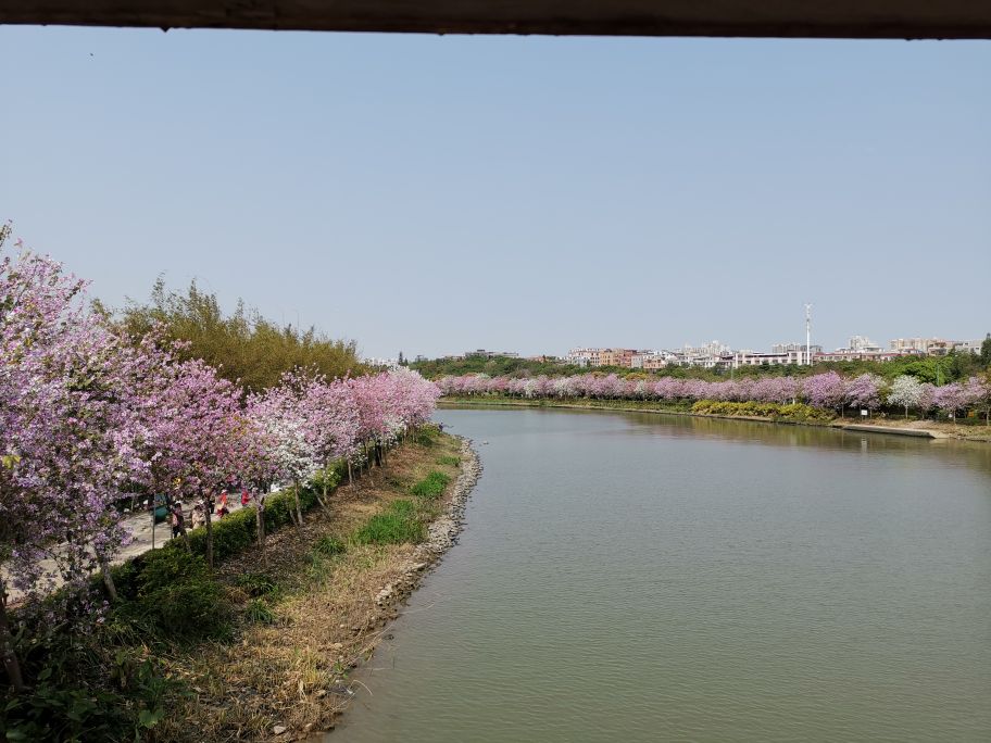 浓烈芬芳  春风十里赏花路  徜徉在广州海珠湿地的花海之中