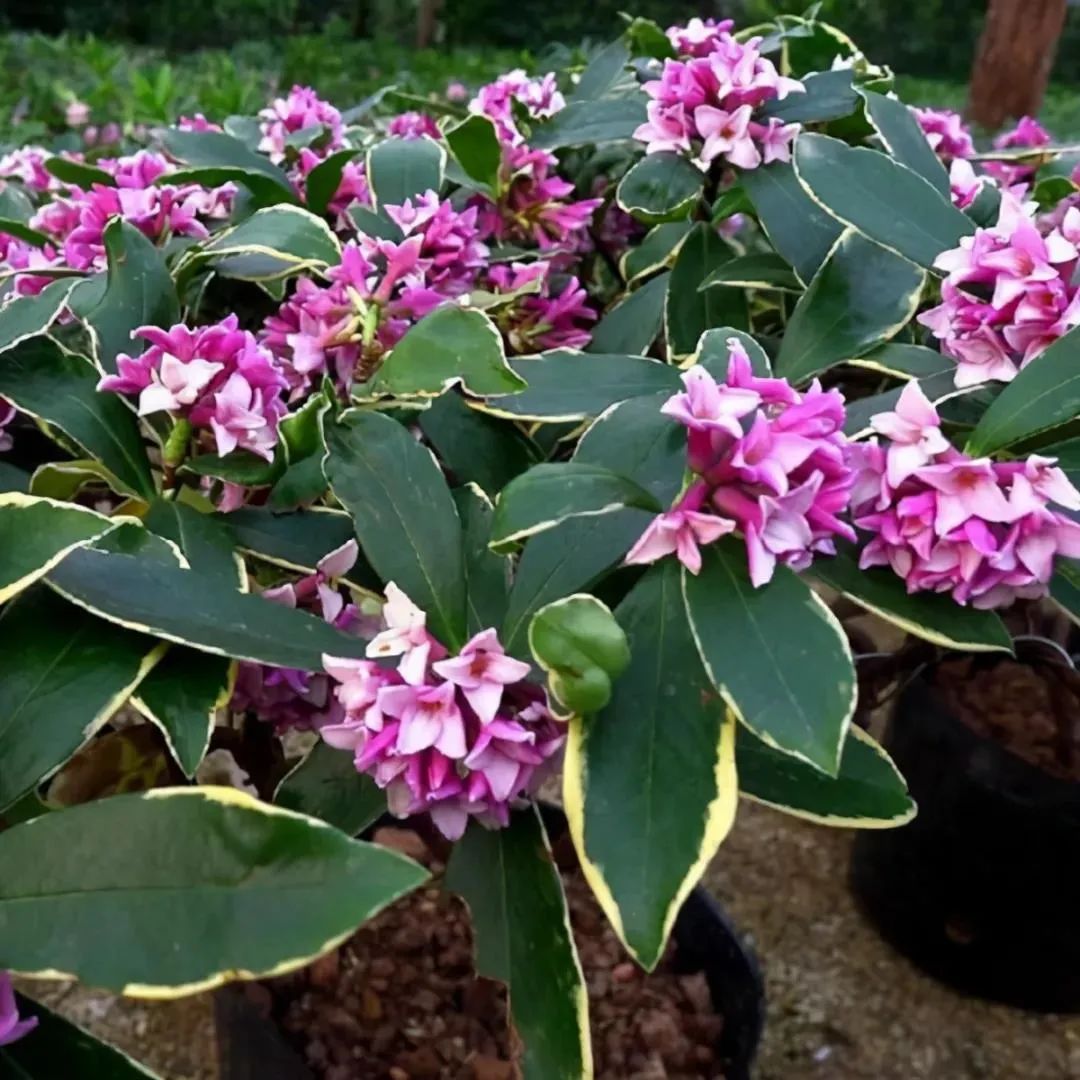 金边瑞香花后怎么修剪（金边瑞香花后修剪要慎重）