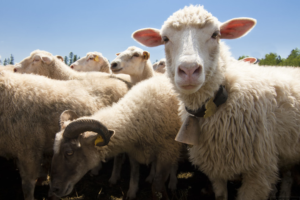 还要帮忙贴春膘,蒙古国送的3万只羊再等等,先准备孜然