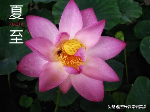 夏至后生姜这样吃最祛湿，简单有效助你轻松排寒湿气