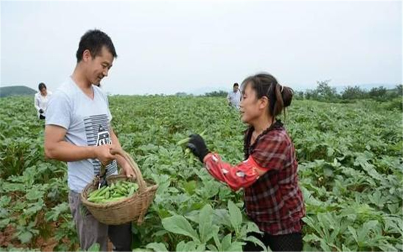 2021年在农村，将有哪些比较火的特色种植项目？推荐一下