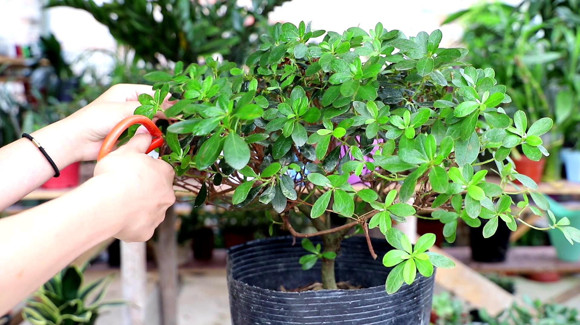 杜鹃花基本上都是带着花苞或者花期买的,开完了花之后要及时地修剪掉