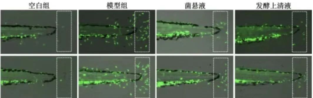 网上吹成花的益生菌，真的不是智商税吗？