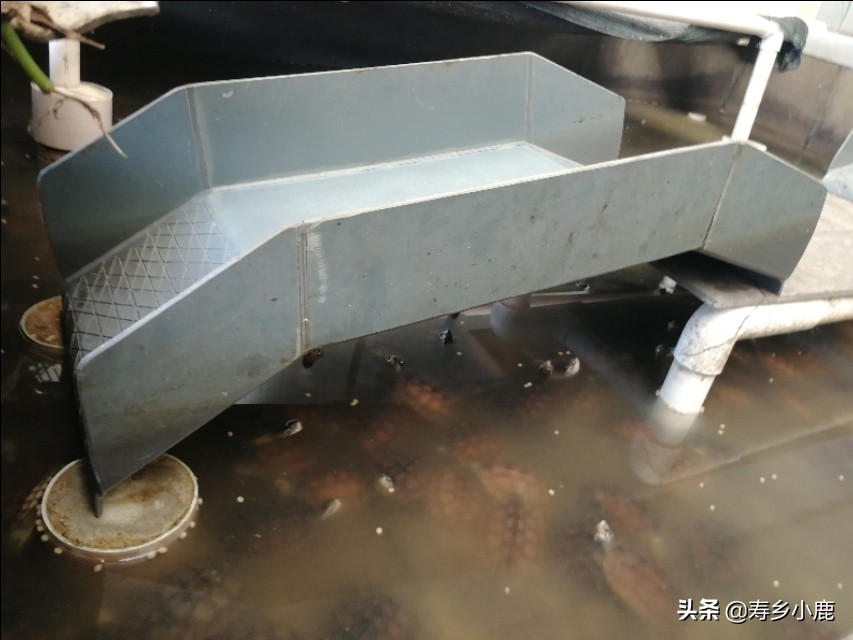 石金錢龜養(yǎng)殖,石金錢龜養(yǎng)殖基本方法