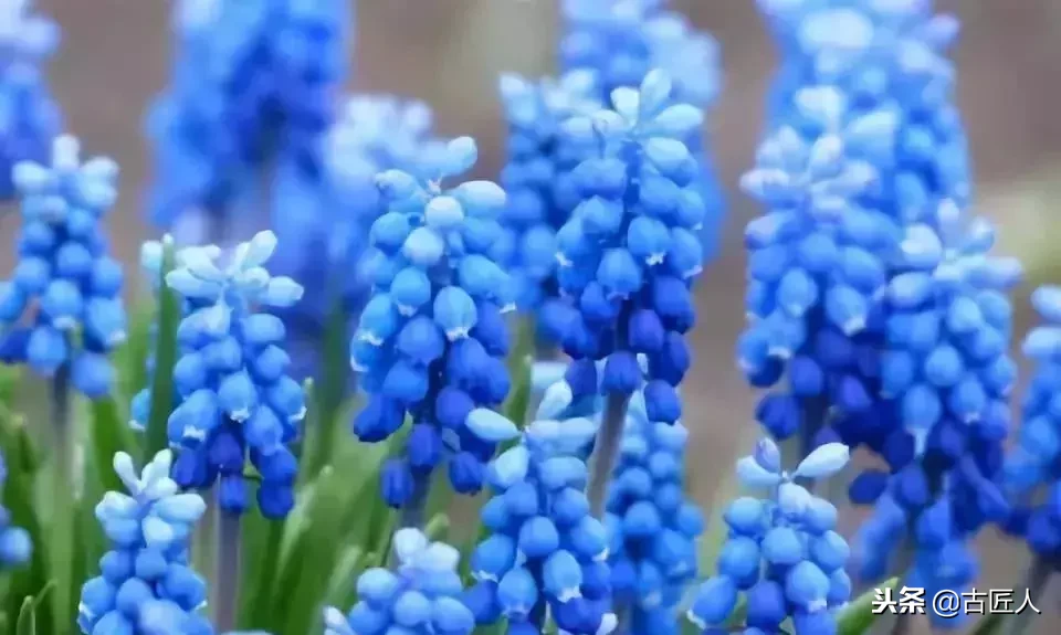 万紫千红的百花汇（百花汇中富含诗意的花）