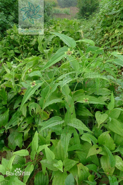 直立百部的作用功效（灭虫专家可用于花卉绿植生虫）