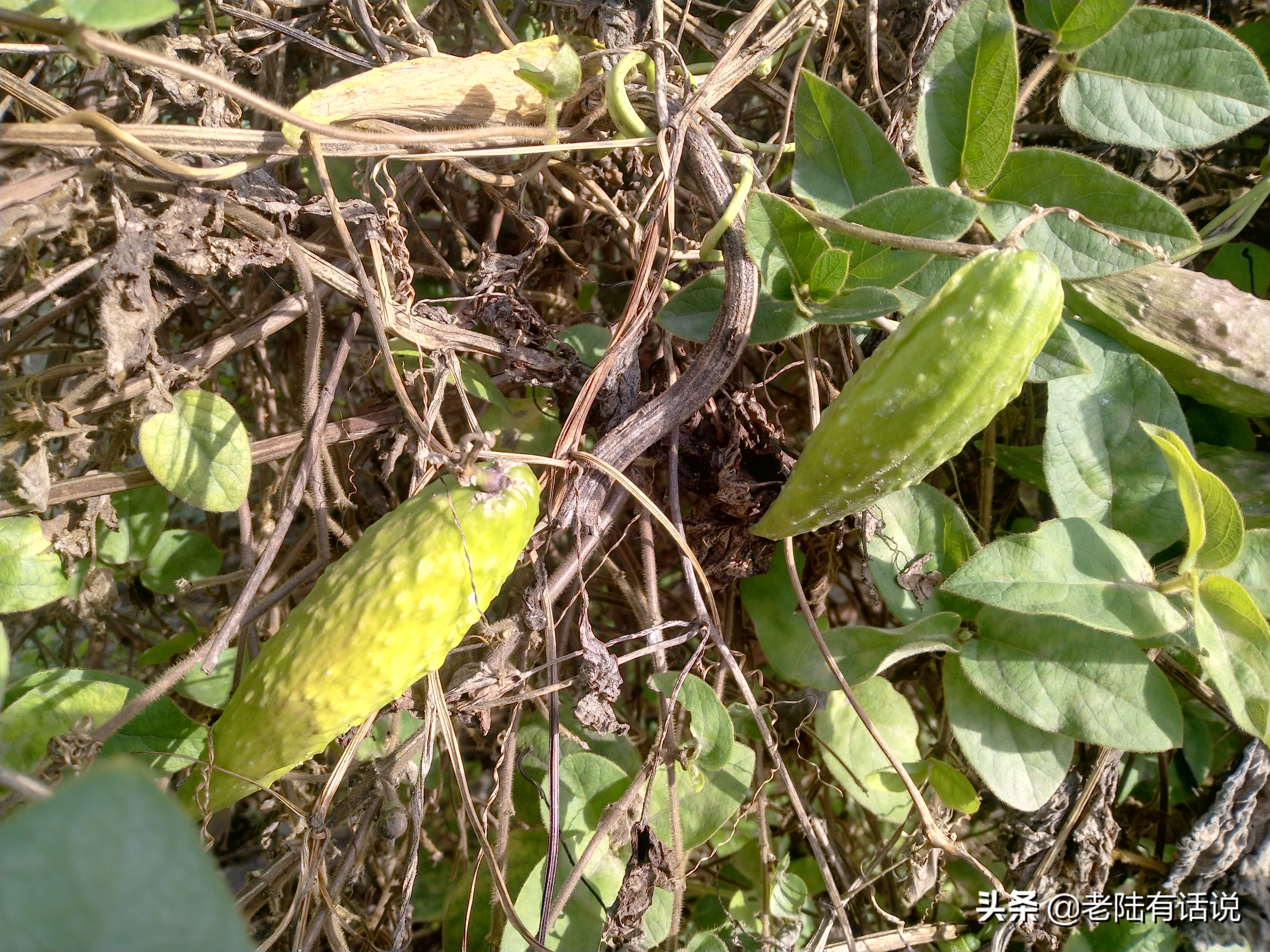 我的城市小菜园，我的田园之梦，金秋收获绿色食品