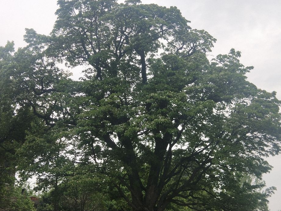 春来发几枝，又见流苏花