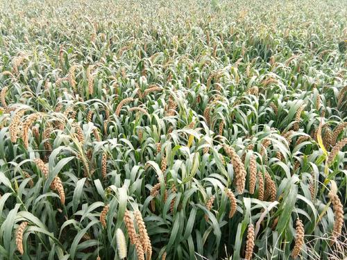 要到惊蛰了，老话说“惊蛰雷声起，谷米贱似泥”，啥意思？