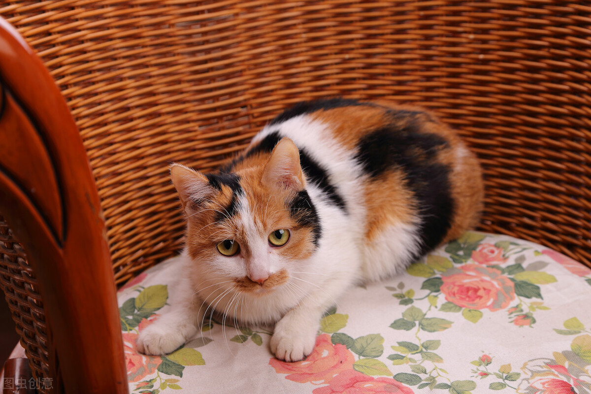 曼基康猫价格寿命最短的6种猫