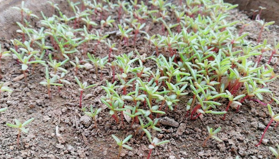 太阳花种子什么时候播种比较好（5个细节植株长势旺盛）