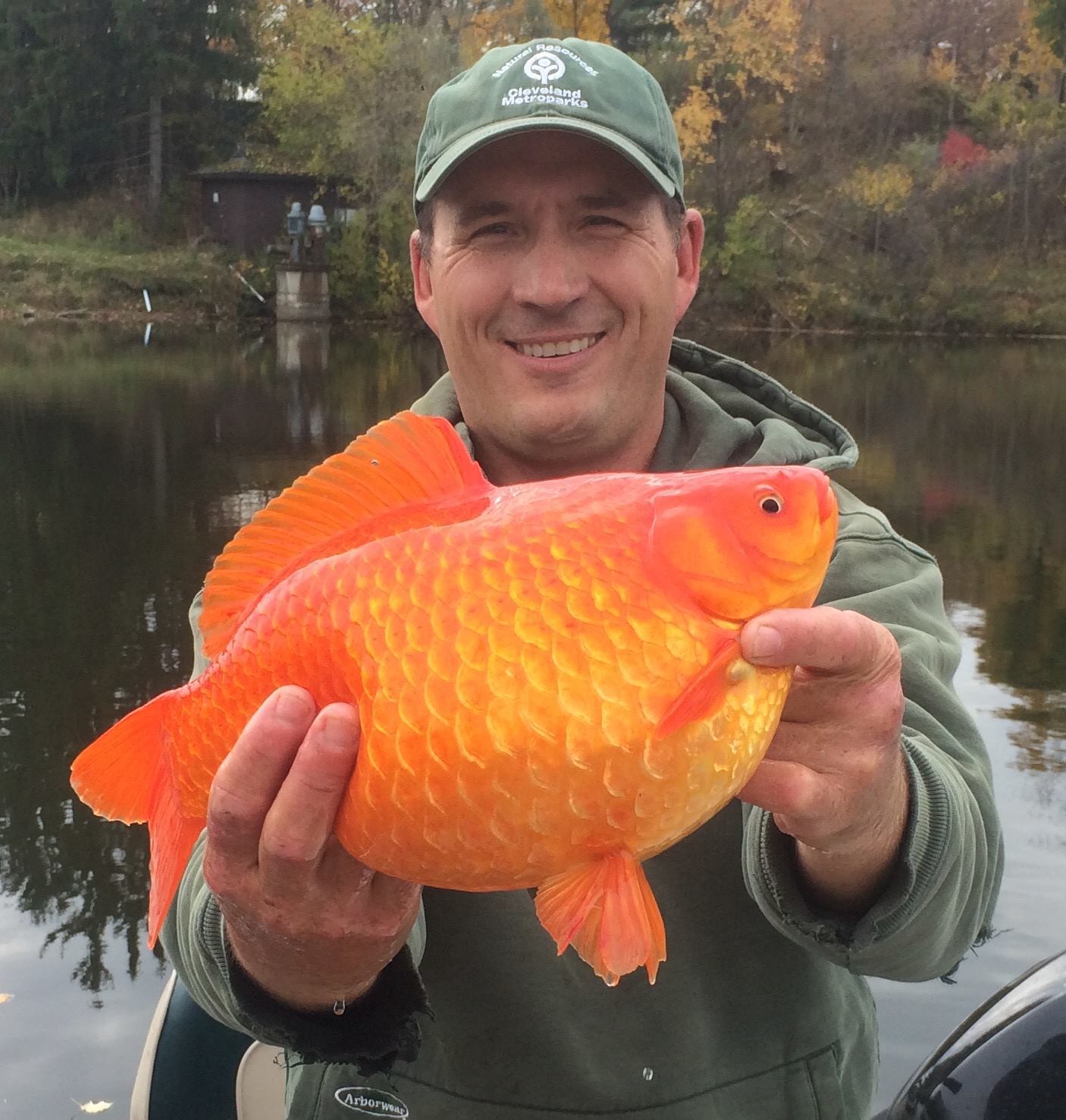 金鱼入侵美国肥如猪,有望高调挺进五大湖?