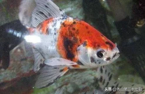 10大最好养又好看的观赏鱼，草金鱼榜首，孔雀鱼第九