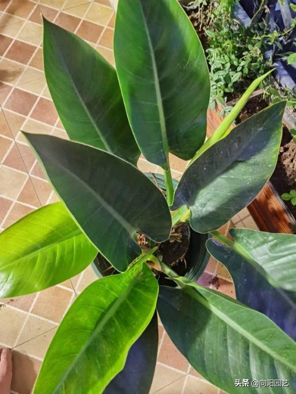 天堂鸟绿植怎么养（分享天堂鸟的正确养护技巧）