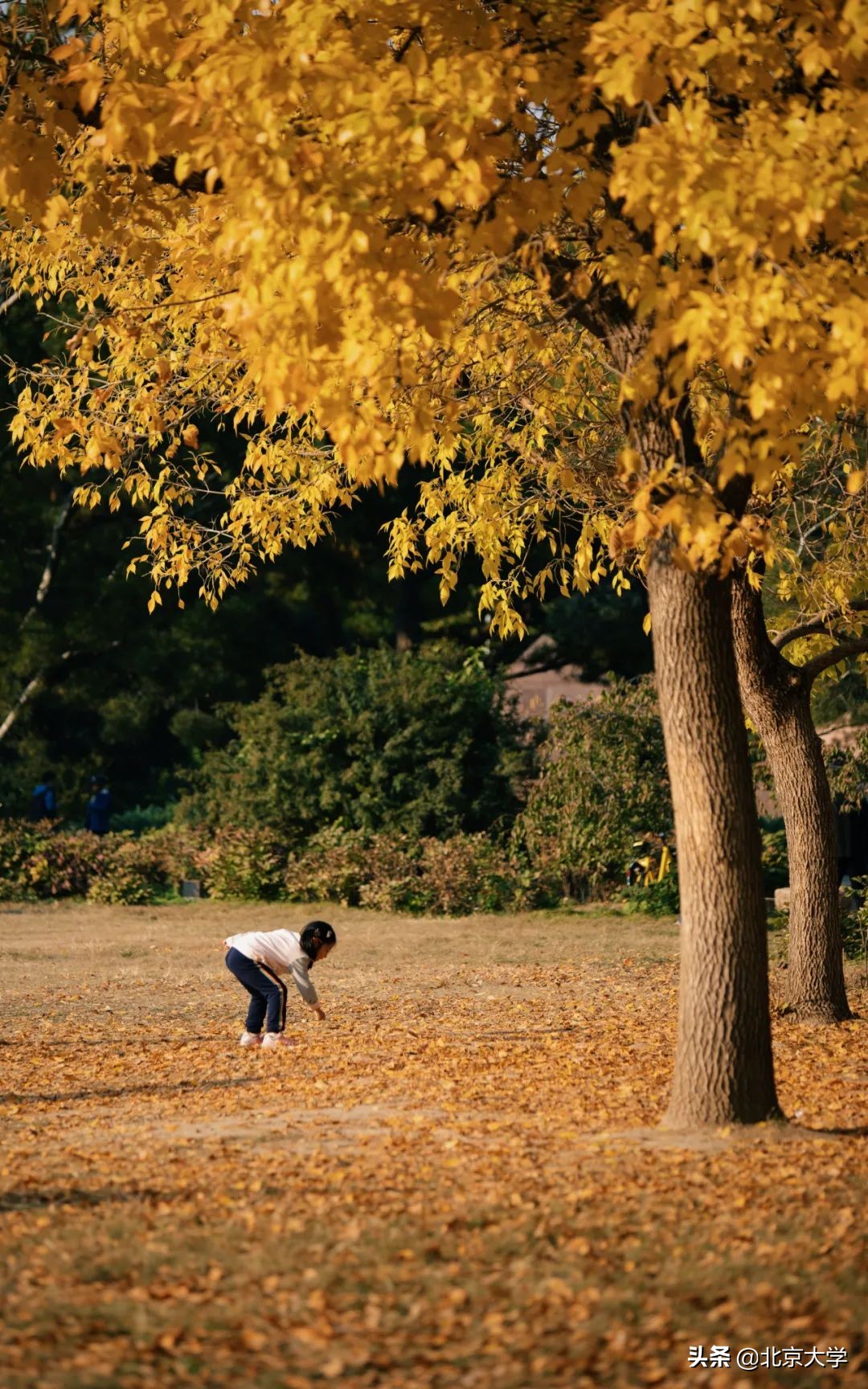 独家限定！北大赏秋地图来了