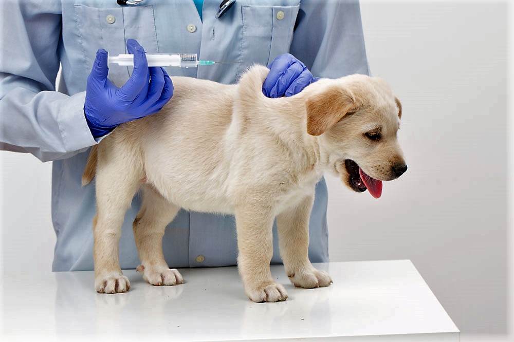 狗打疫苗的五大误区，你知道几个？！建议收藏