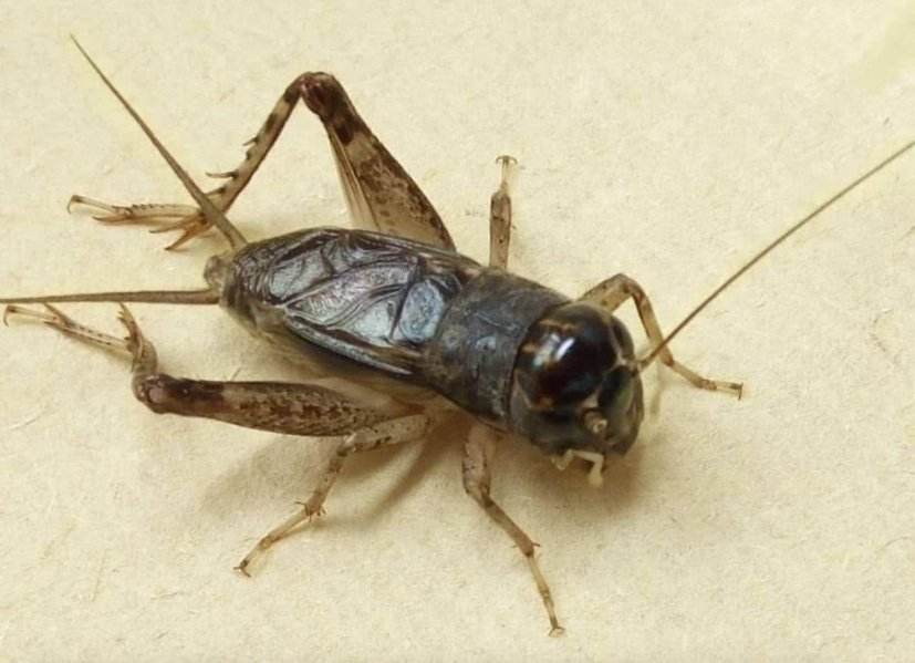 蟋蟀的形态和种类