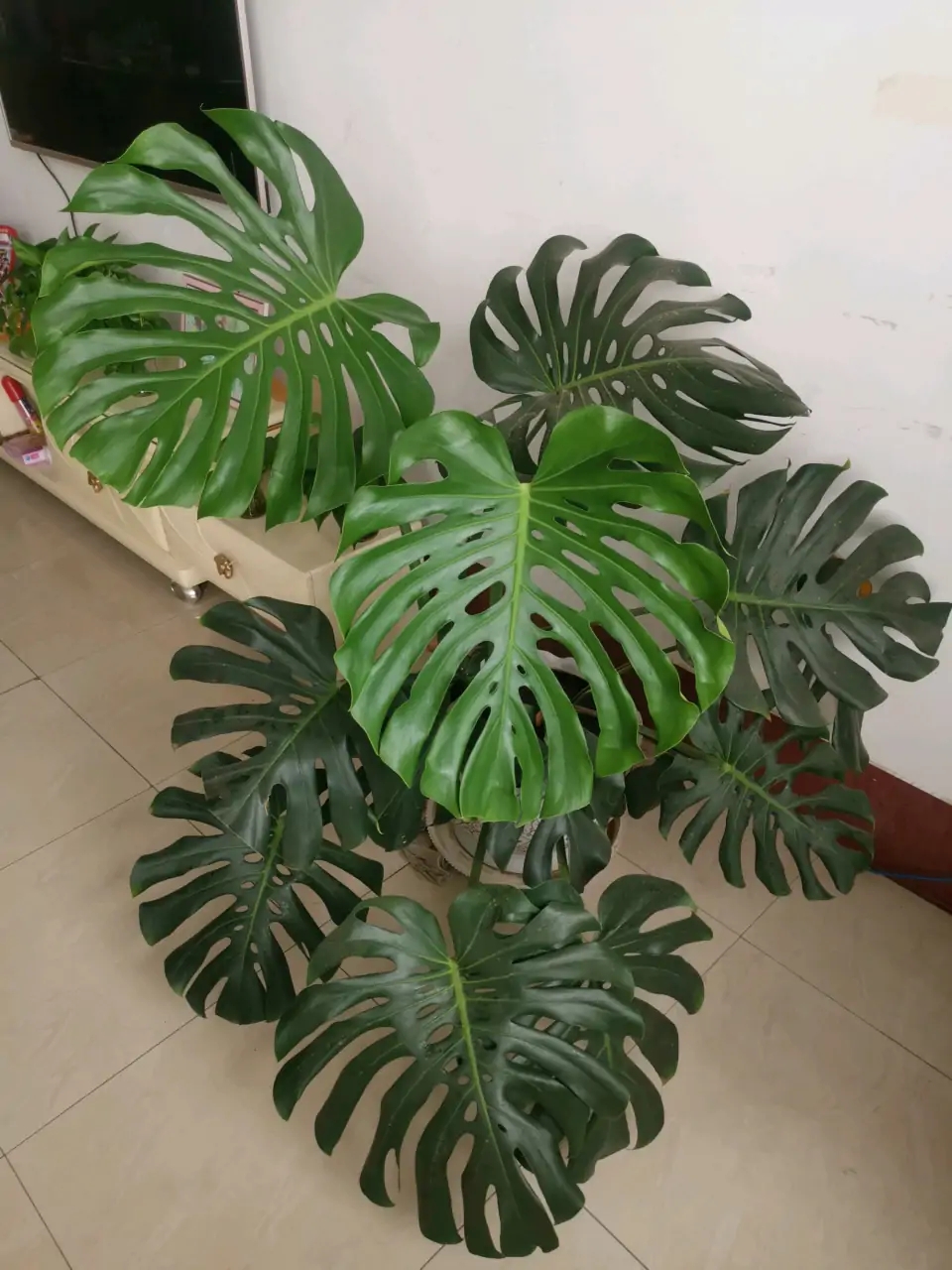 紫罗兰有毒吗（100种室内盆栽花草图鉴）