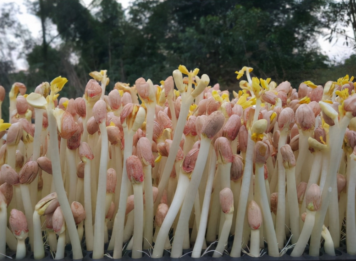 花生芽:生长不能见光,曾误认为不能吃,却被誉为"菜中珍品"