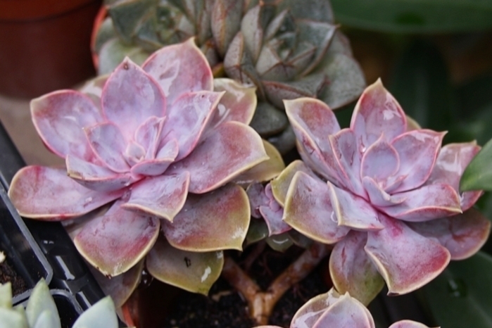 紫珍珠多肉(粉紫色系多肉太妖娆,紫珍珠虽是普货,但好养,易度夏)