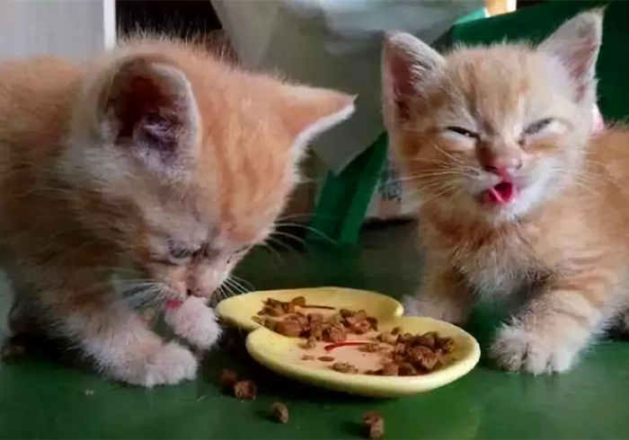 养猫又出幺蛾子，猫咪补锰可别喂动物毛发，注意爱猫肠梗阻