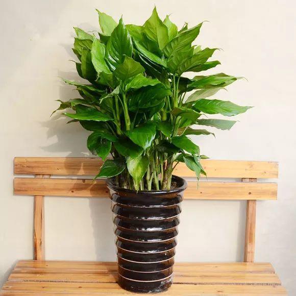 大叶万年青能够招财吗_达一风水网