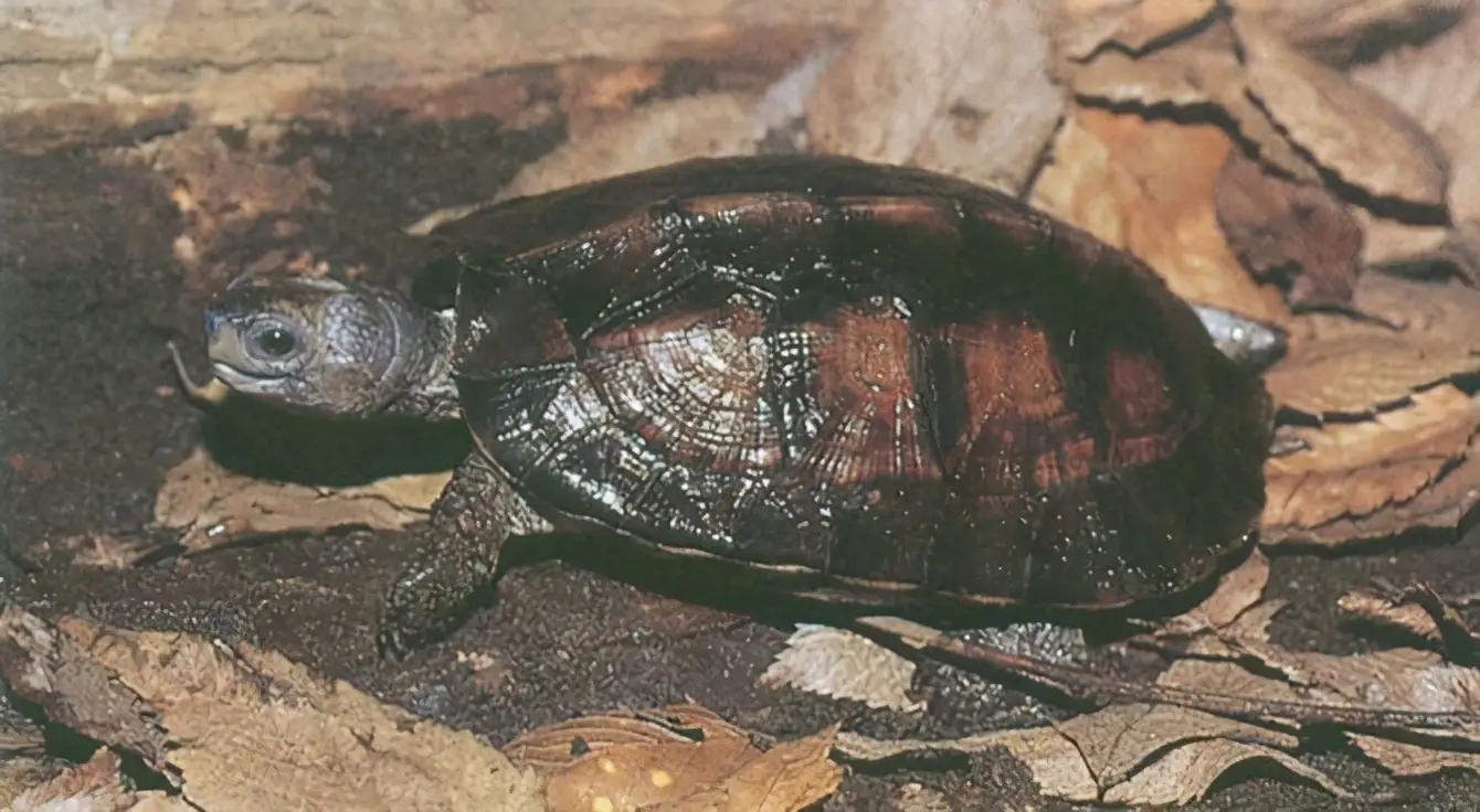 乌龟的种类图片及名称（乌龟的品种图片）