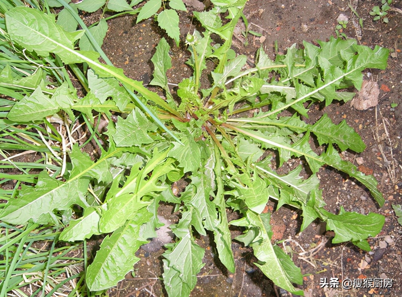 长岛野菜山里会图片图片