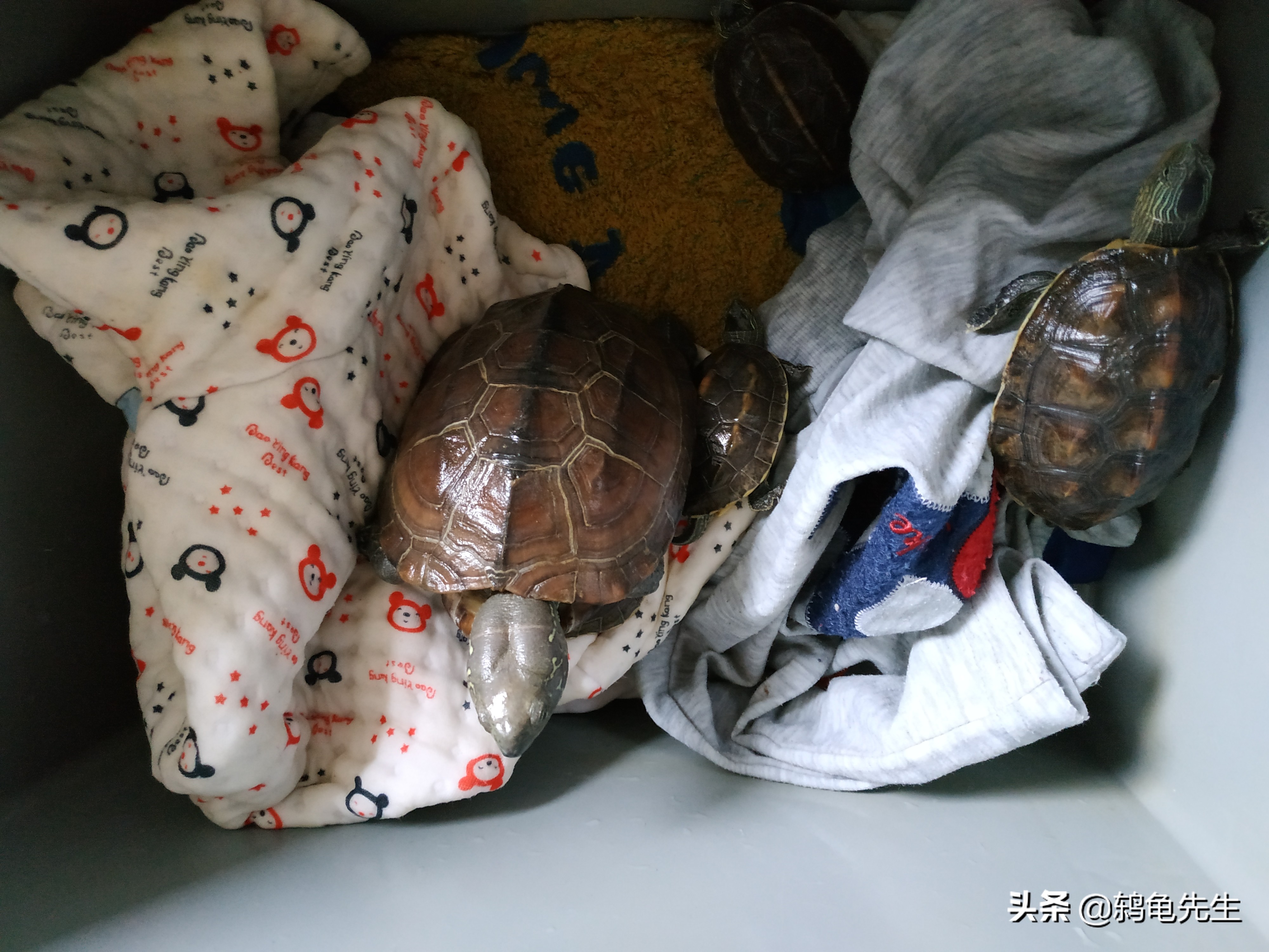 长三角地区乌龟如何冬眠好？湿毛巾冬眠法简单易行，详解操作方法