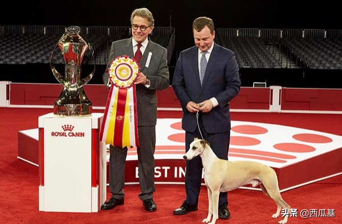 犬展世界杯比熊(回顾美国AKC犬展的十八届全场冠军，人见人爱的比熊是第一届冠军)