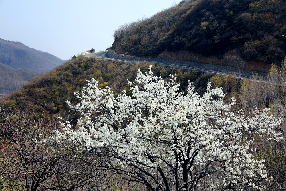 赏一场花宴，踏一方青翠，沉醉于太行山巅的世外桃源