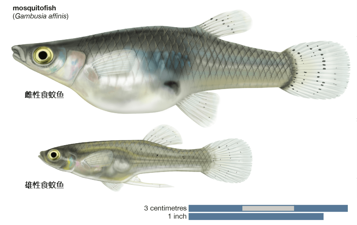 “蚊子杀手”食蚊鱼，一天吃五百只蚊子，却被多国认定为入侵物种