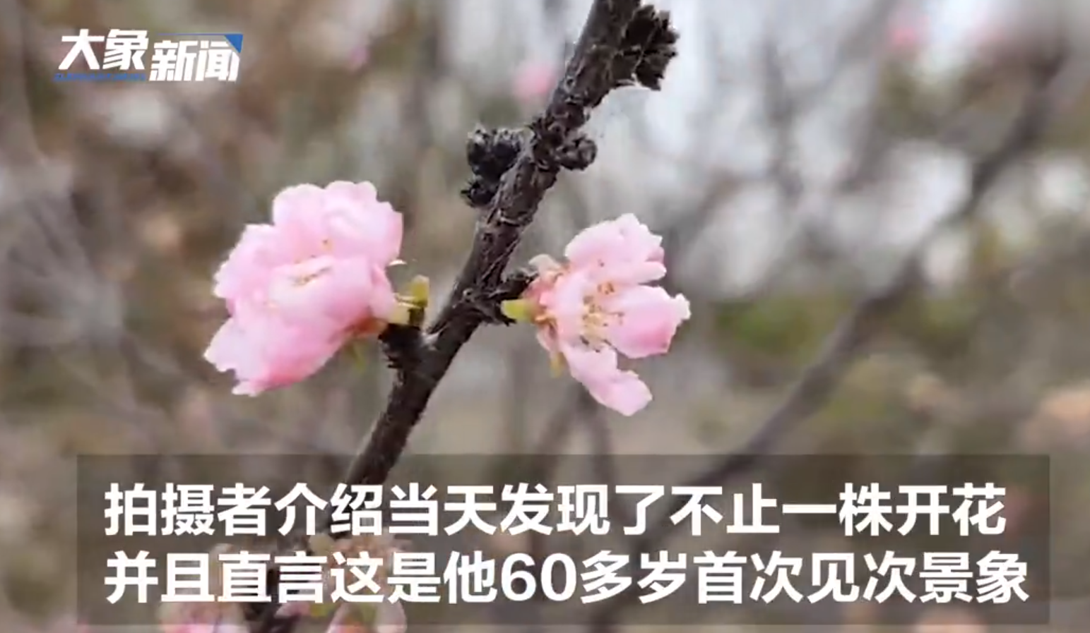 桃花是什么季節(jié)開的,桃花是什么季節(jié)開的花