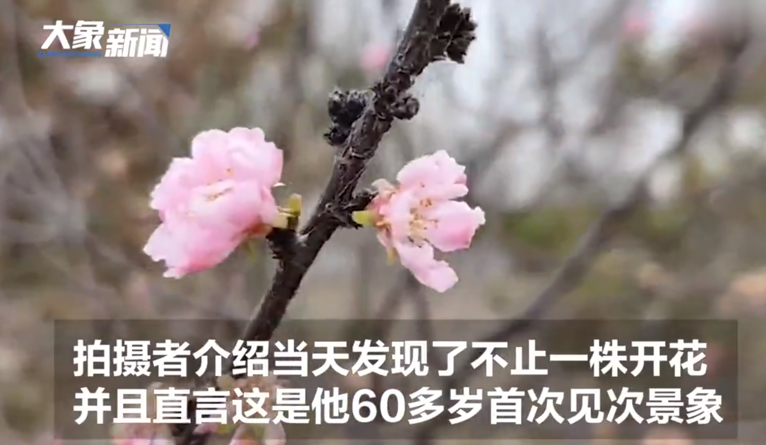 桃花是什么季节开的,桃花是什么季节开的花