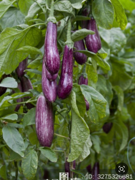 童年记忆之十五——充满童趣的菜园子