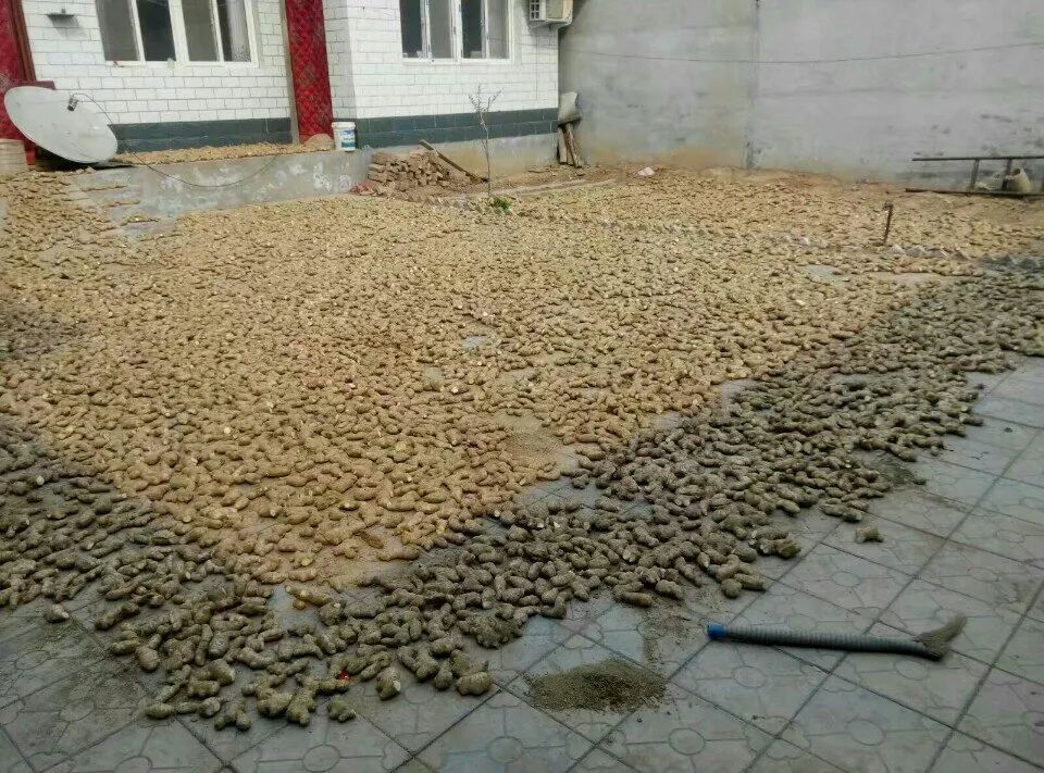 1,晒姜困姜于适期播种前20-30天,从贮藏窖内取出姜种,用清水洗去姜块