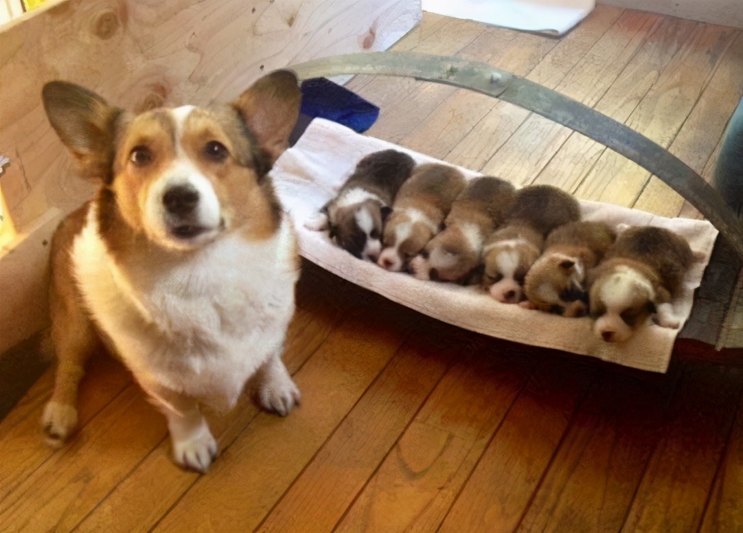 母狗为什么把幼崽“叼”到主人面前呢？背后隐藏了这些事