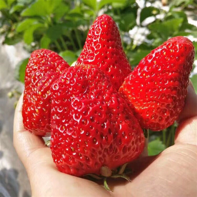 温室草莓畸形果多，到底是怎么了？更换品种，刘哥喜笑颜开