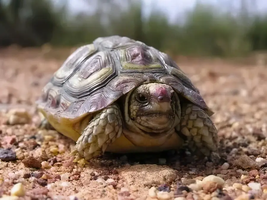 乌龟的种类图片及名称（乌龟的品种图片）