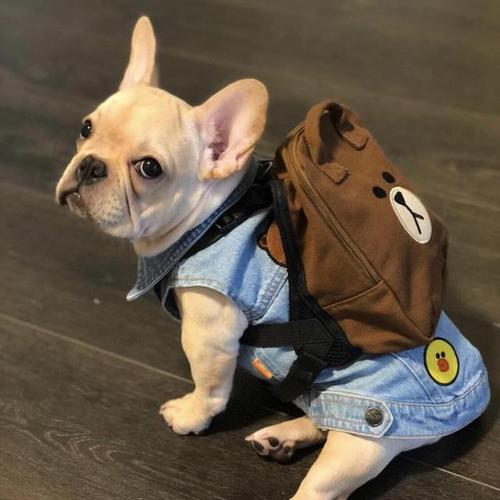 养狗多年的你，却不知道这些关于狗狗的“知识”？