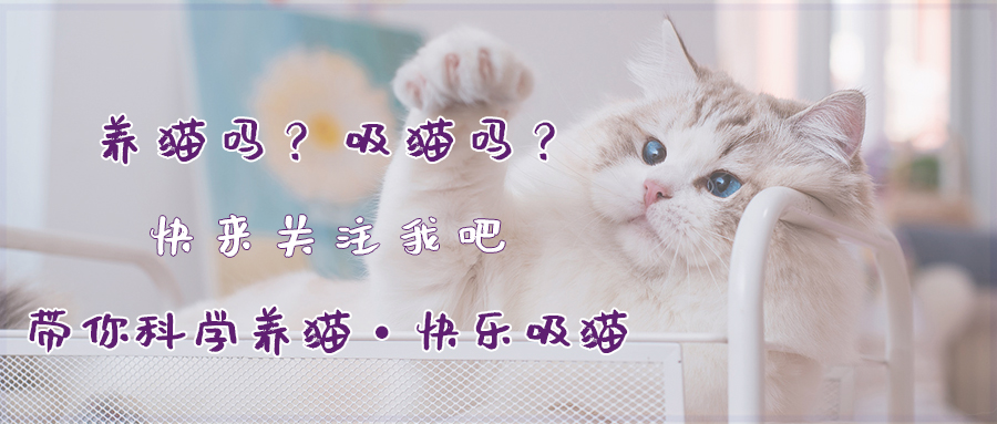 最乖的猫介绍（世界上最乖巧的10种猫咪）