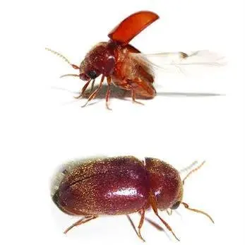 如何预防烟草甲虫(2个办法教你轻松去除烟草甲虫)