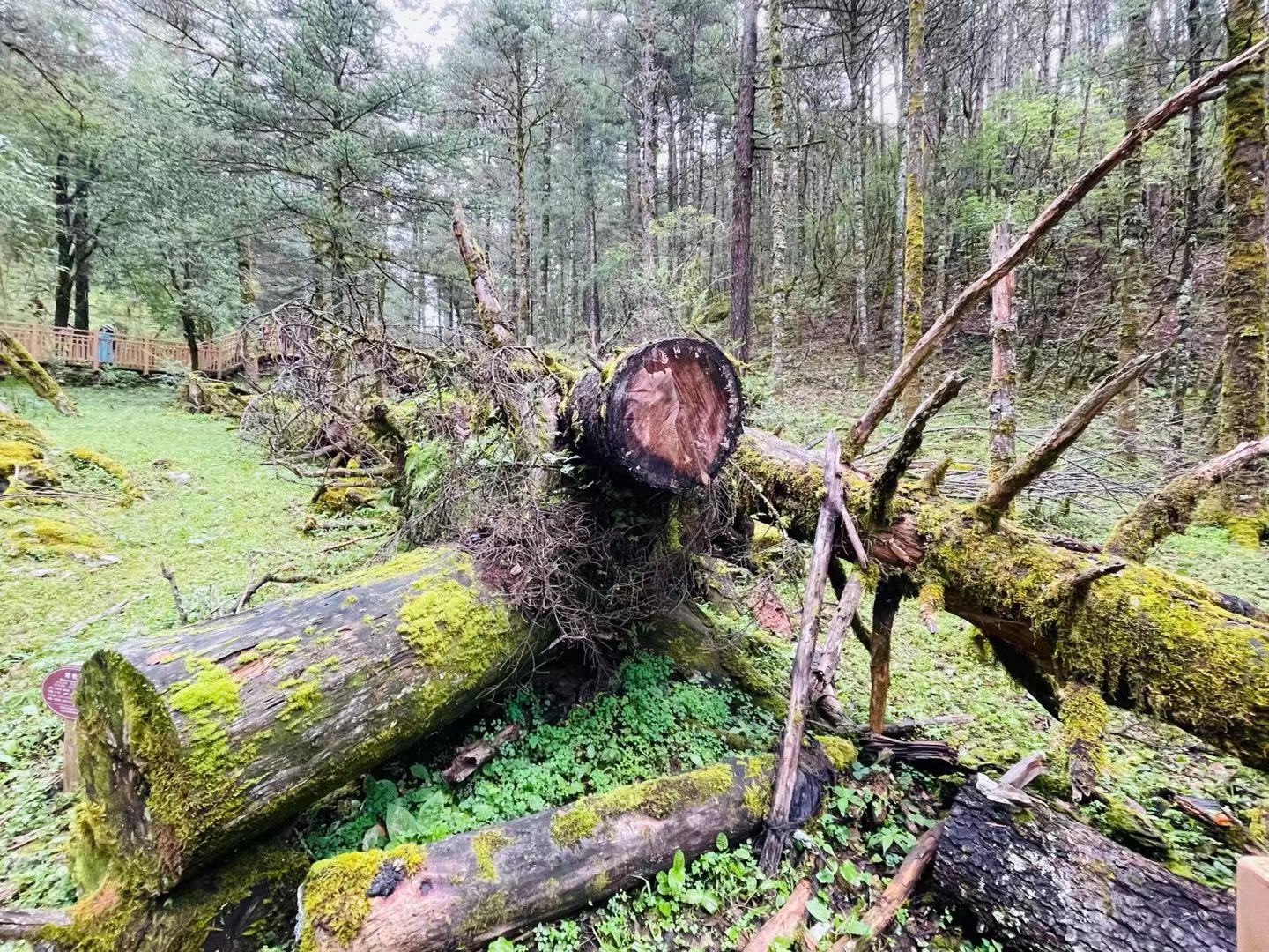 玉龙雪山山麓的蓝月谷，是蔚蓝天空送给丽江的永恒印记