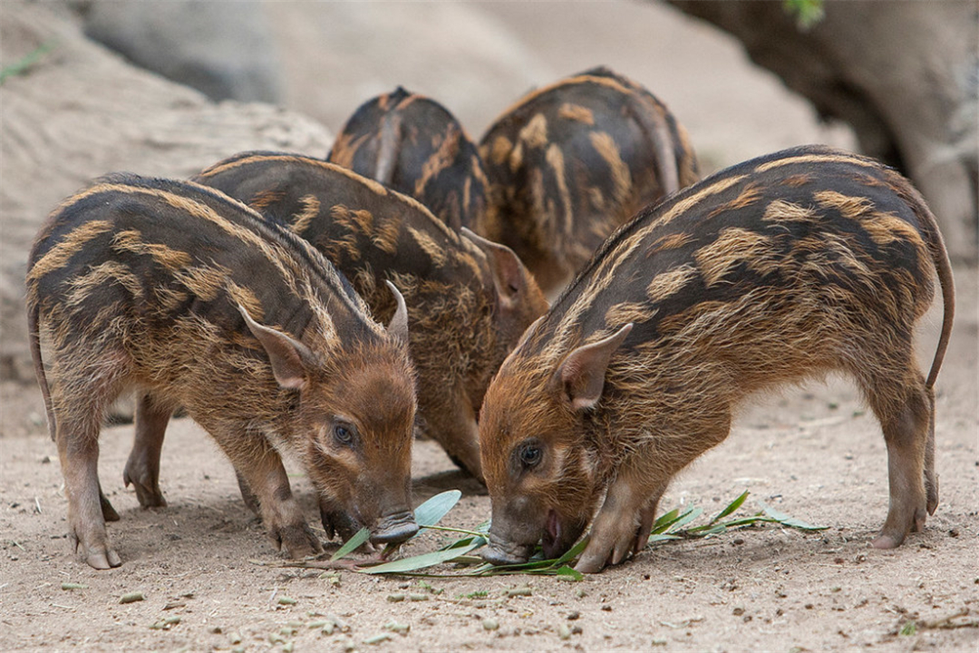 非洲上演"人猪大战",红河猪泛滥成灾,中国吃货:能引进吗
