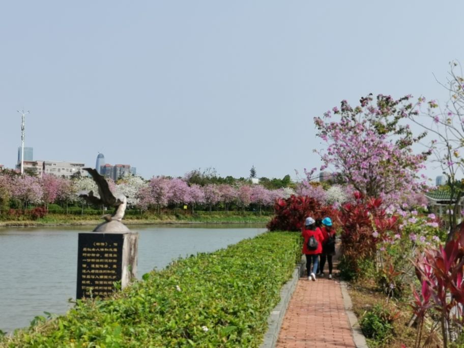 浓烈芬芳  春风十里赏花路  徜徉在广州海珠湿地的花海之中
