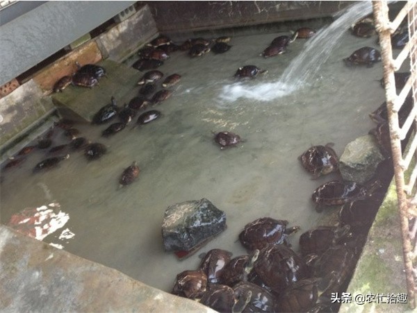 六年前一棵苗750元 吸引了大量种种 现在落到祭坛上 农民拿去喝汤 天天看点