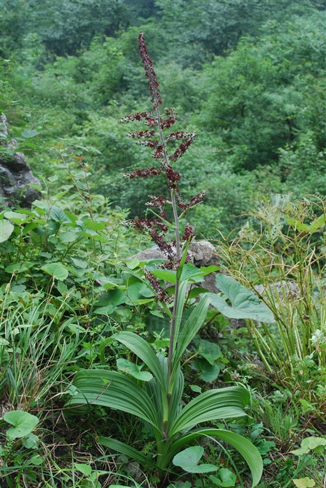 藜芦,见过吗?有毒,能祛痰,催吐,杀虫