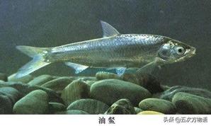 三花五羅十八子七十二雜魚(yú)都有啥（上）