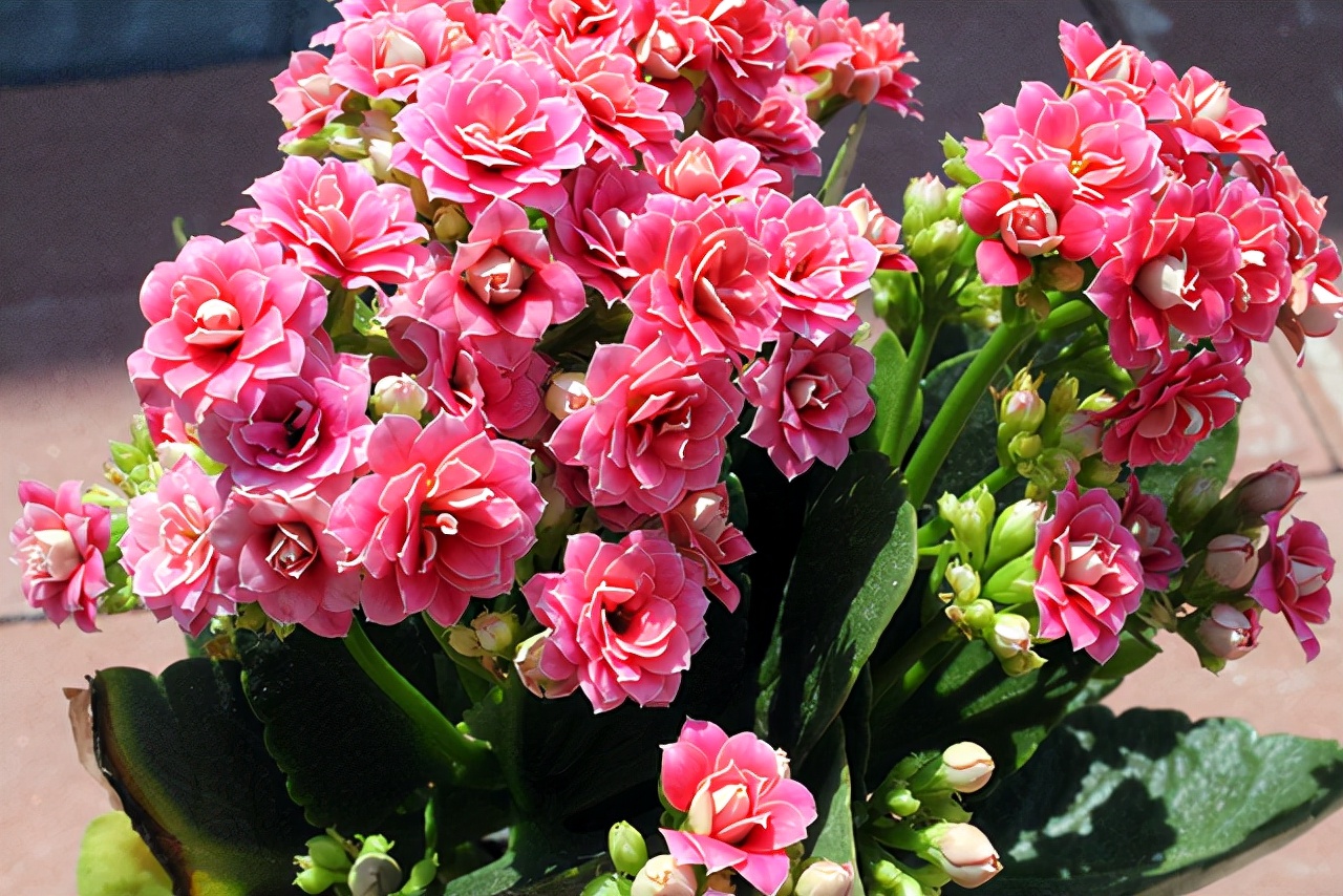 适合"穷养"的三种花,花盆越小长得越旺,养成老桩能"旺家"