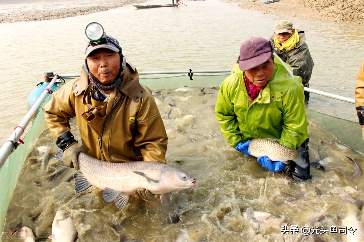 寿命50年，体重超过200斤，究竟有多少青鱼能够“寿终正寝”？